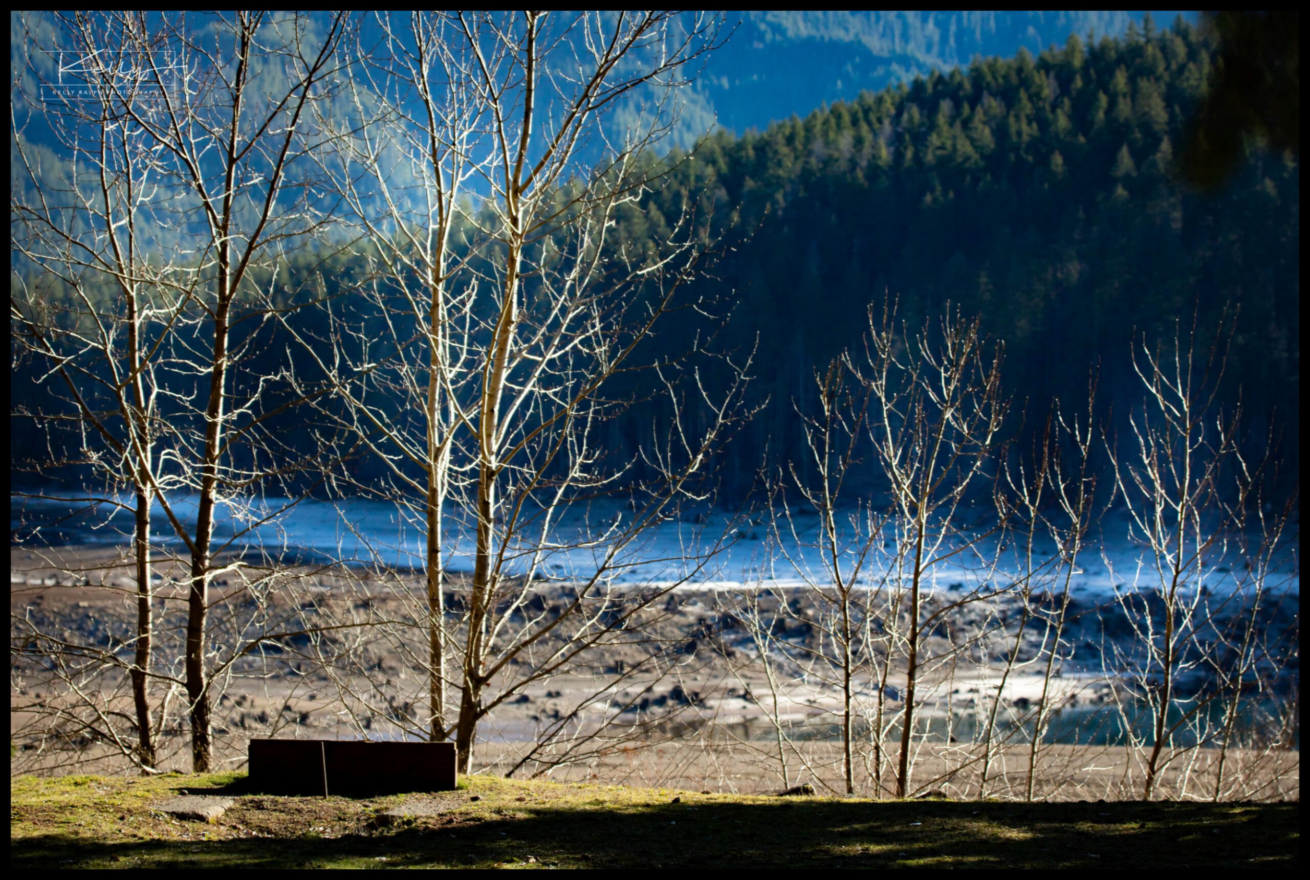 Trees