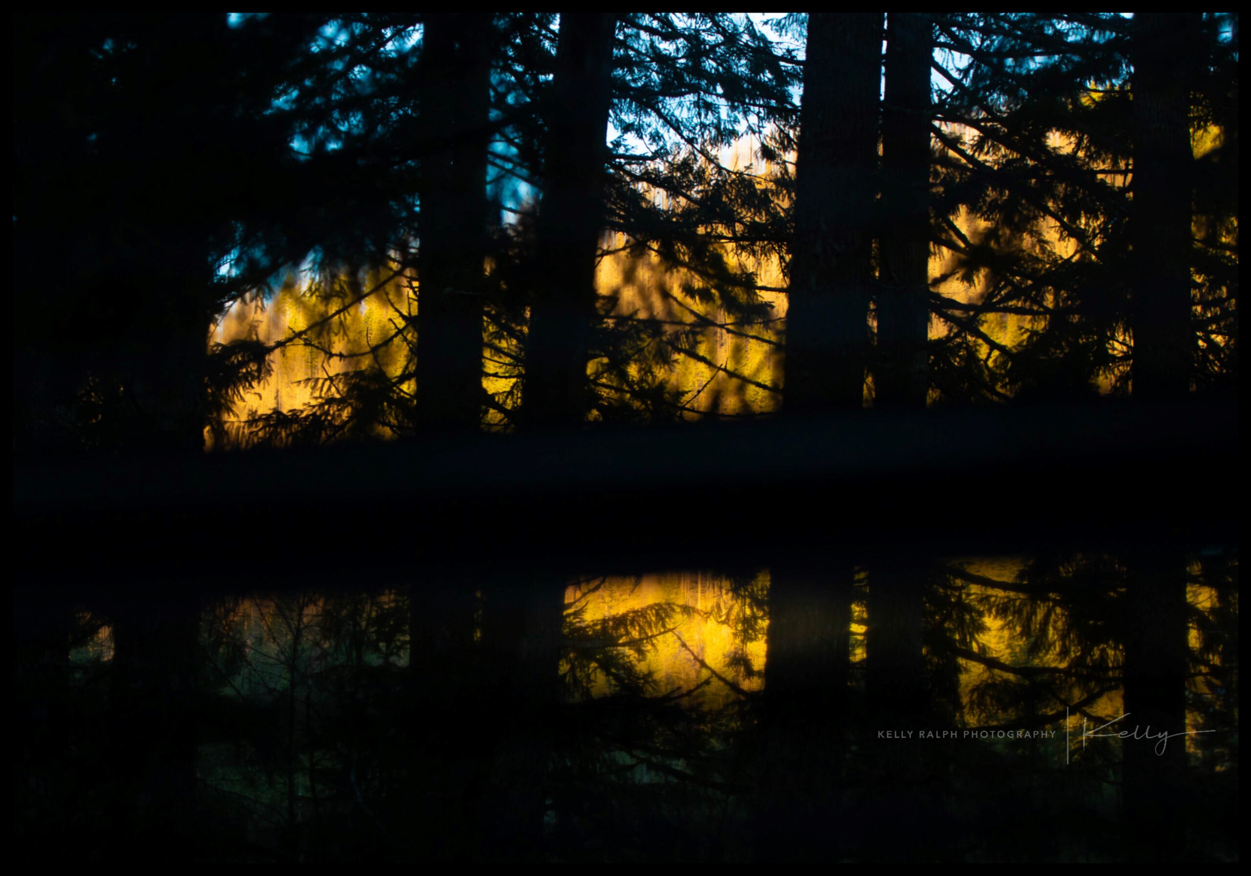 Dark Woods