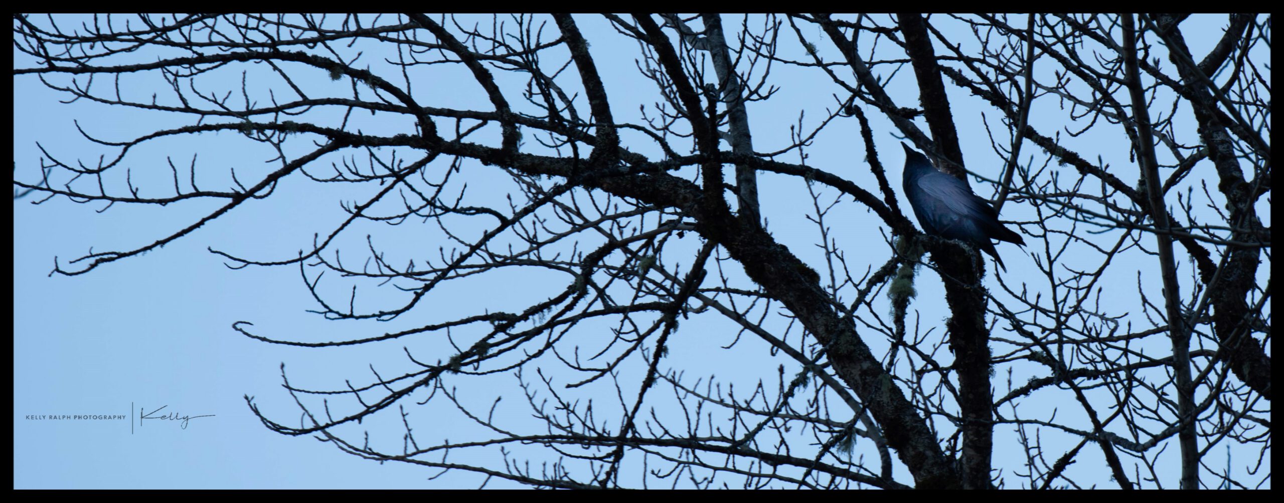 The Crow